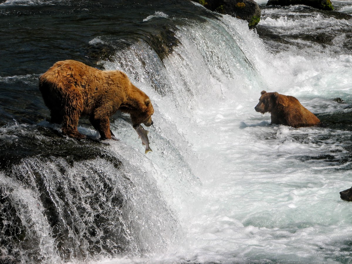 Katmai Brown Bears in the Wild Catching Salmon at the Brooks Falls