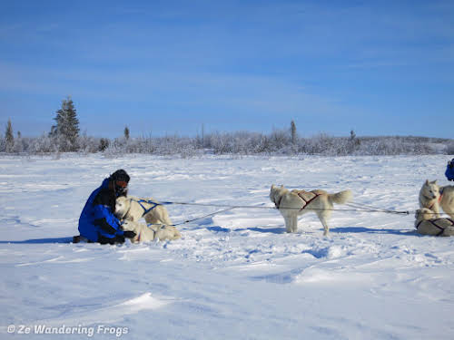 Arctic Canada Inuvik Winter Camping Tundra Dog Sledding // Bruno cuddling with his lead Husky dogs