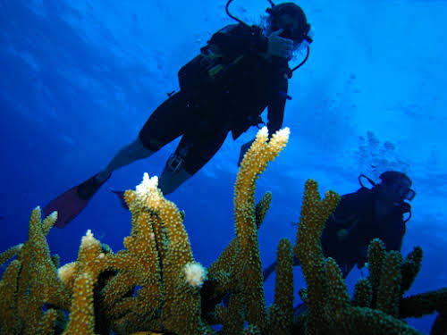 Patricia diving in the Ribbon Reefs, Great Barrier Reef