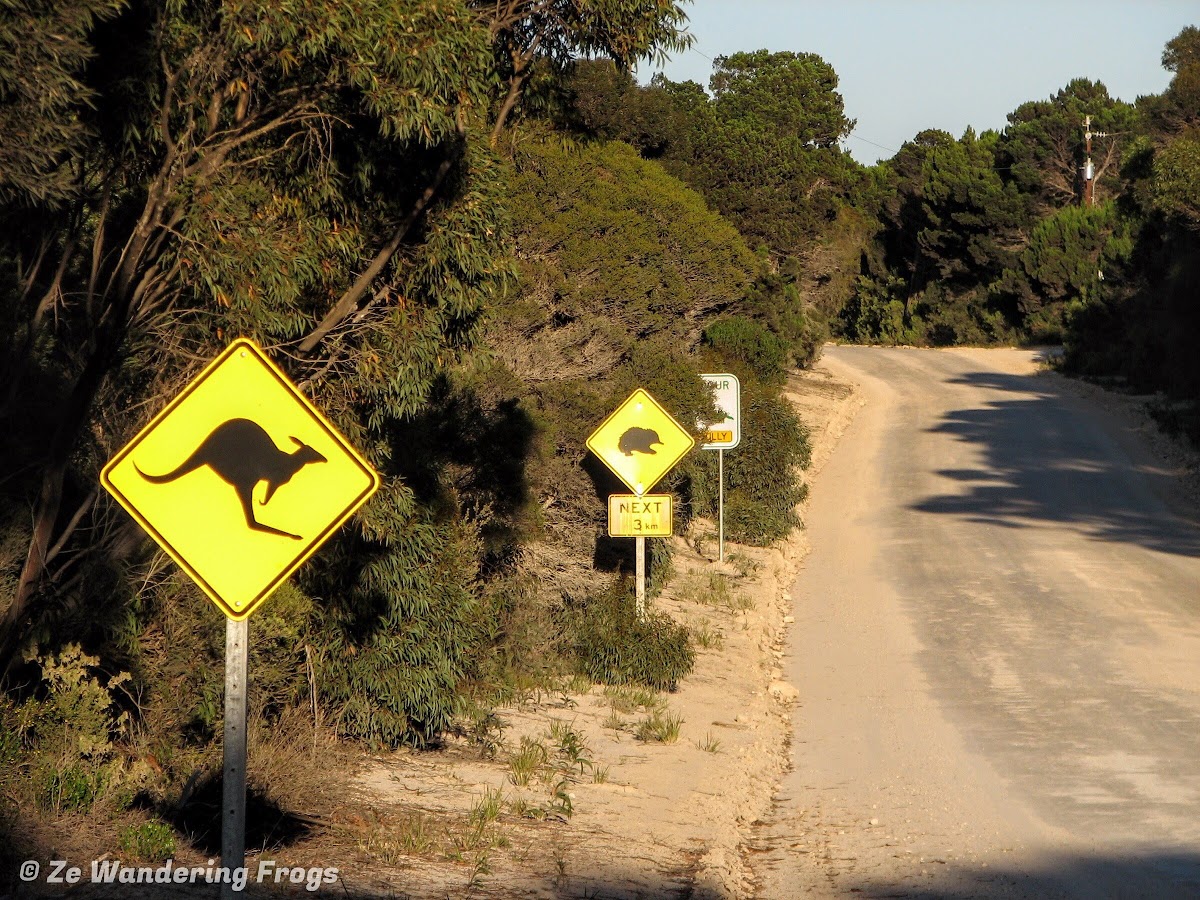 How to Spend 3 Amazing Days on Kangaroo Island, South Australia Ze Wandering Frogs
