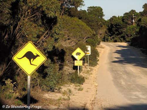 Road Signs of Kangaroo and Echidna