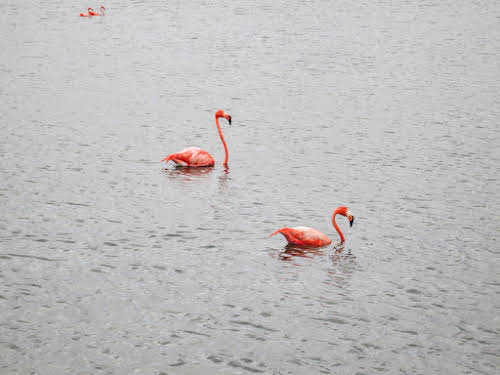 Bonaire. Pekelmeer Flamingo Sanctuary. Pink Flamingos.