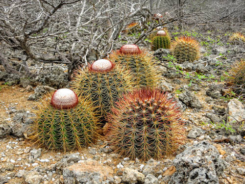 Cacti on Bonaire