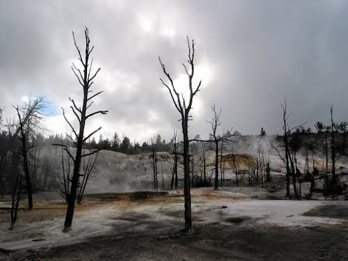 Dead Trees at the Mammoth Hot Springs