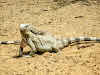 Iguana on the loose in Bonaire!