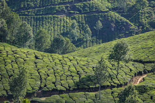 India. Kerala Motorbike Road Trip. Hills after hills of tea gardens around Munnar