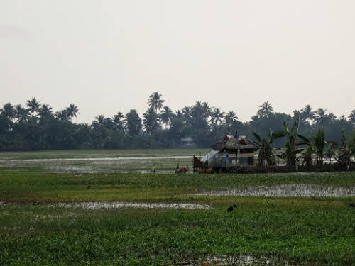 India. Kerala Motorbike Road Trip. Rice fields, Kumarakom