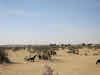 India. Rajasthan Thar Desert Camel Trek. Goats feeding around the acacia bushes