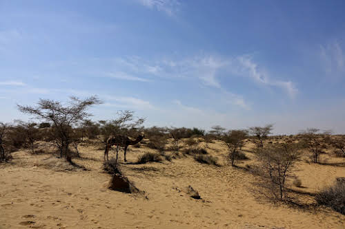 India. Rajasthan Thar Desert Camel Trek. Lunch stop at the Lokhri Dunes