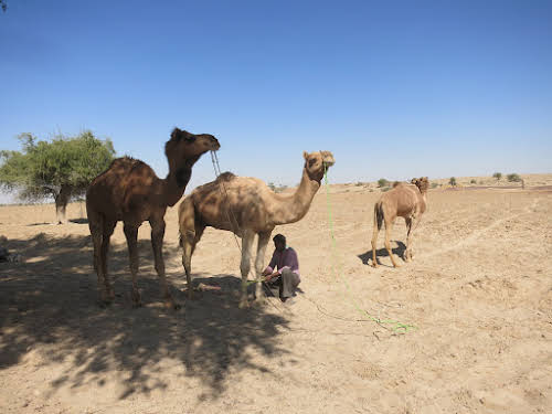India. Rajasthan Thar Desert Camel Trek. Punja tying up the camels