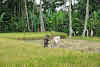 Indonesia. Bali Tegalalang Rice Terraces. Balinese rice field worker shaking rice husks
