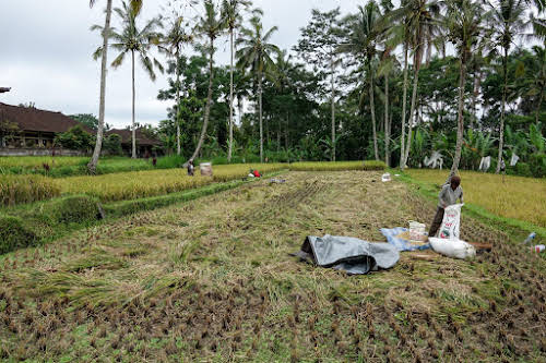 Indonesia. Bali Tegalalang Rice Terraces. Balinese rice field workers during harvest