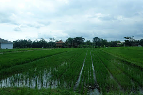 Indonesia. Bali Tegalalang Rice Terraces. Balinese rice fields