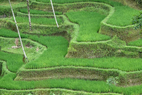 Indonesia. Bali Tegalalang Rice Terraces Banner. One-month old rice growth