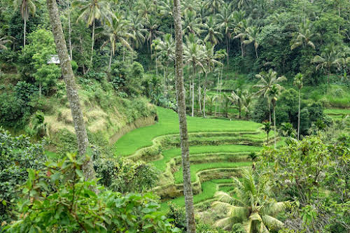 Indonesia. Bali Tegalalang Rice Terraces Banner. View of the Terraces