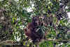 Indonesia. Borneo Kalimantan Orangutans. Finding our first orangutan!