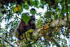 Indonesia. Borneo Kalimantan Orangutans. Orangutan male gorging himself on ripe fruits