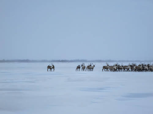 Male reindeers after the crossing