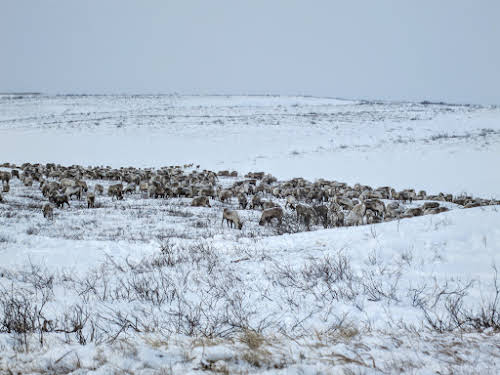 Reindeer herd searching for lichen on Richard Island