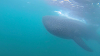 Swimming with Whale Sharks in the Sea of Cortez, Mexico