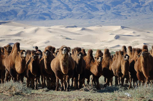 Camels at Khongoryn Els