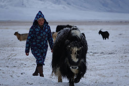 Dinar moving the yak to the milking area