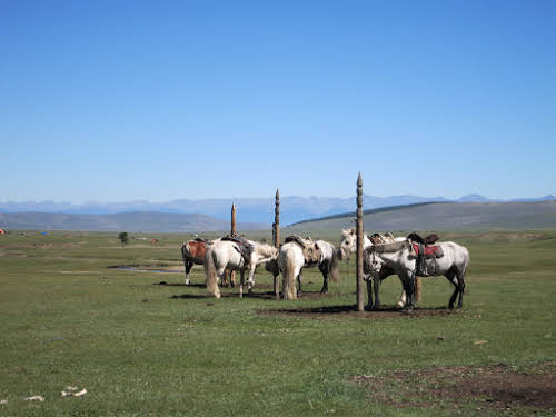 Nos chevaux à Tsagaan Nuur