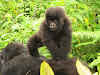 Gorilla young playing on mum's back