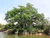 Sri. Lanka Wilpattu National Park . “Ali Gaha,” or the Elephant Tree