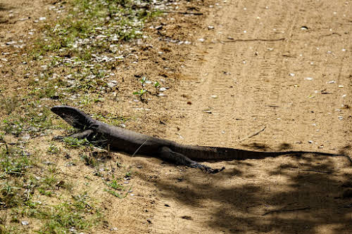 Sri. Lanka Wilpattu National Park . Iguana