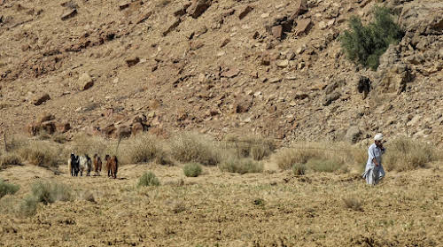 Thar. Desert Camel Trekking Day 3. Man taking care of his herd of goats