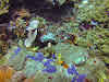 Top. Dive Sites, Kri Island, Raja Ampat, Papua. Colorful Coral