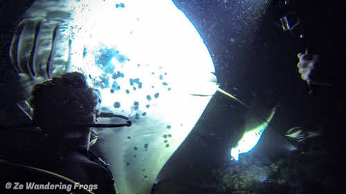 USA Big Island Hawaii Kona Night Dive Manta Rays // A Close Manta Encounter