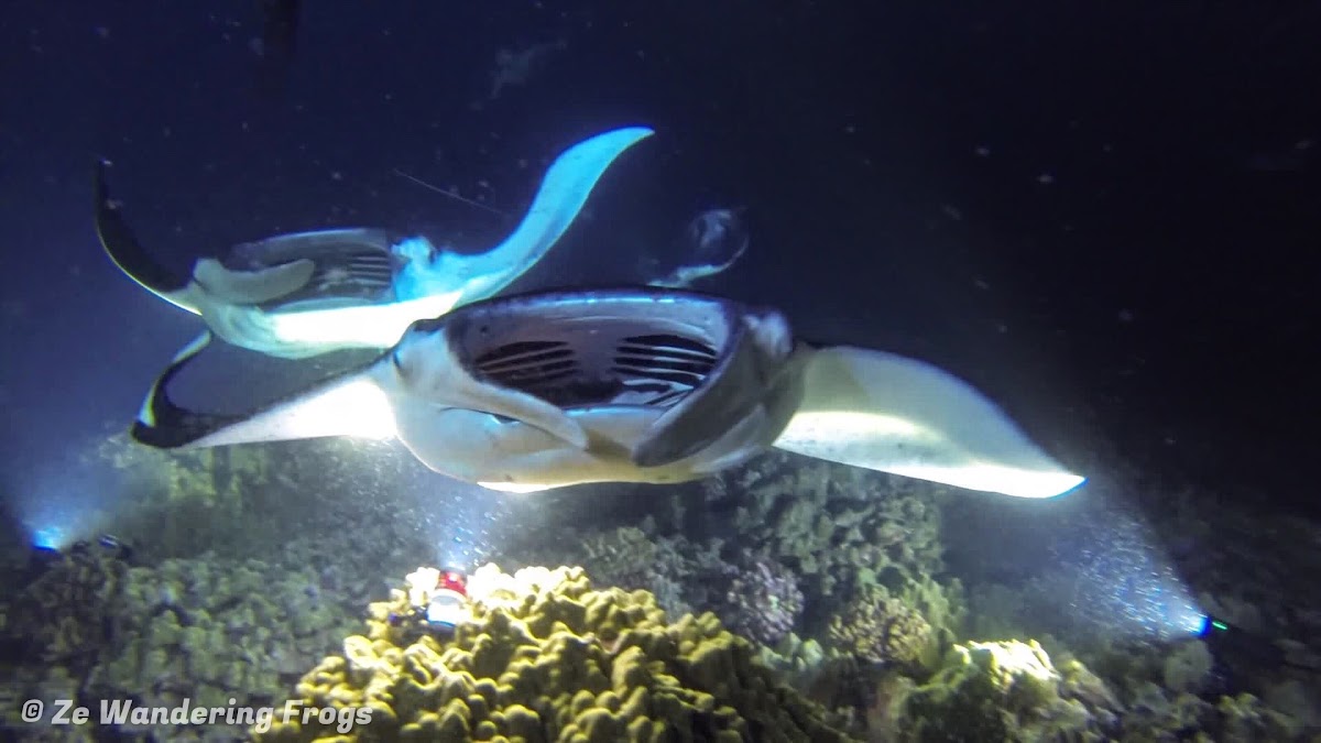 Manta Ray Dive, Kona on Big Island of Hawaii A Night Dive with Giants