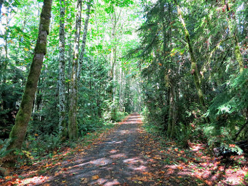 Forest trail headed to the Galloping Goose Trail