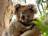 3 Week Australia Itinerary Road Trip National Parks Widlife // Koala at Hanson Bay Sanctuary, Kangaroo Island