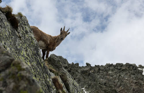 A Practical Guide to Mercantour National Park // Encounter with a Young Alpine Ibex