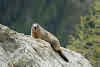 A Practical Guide to Mercantour National Park // Marmot