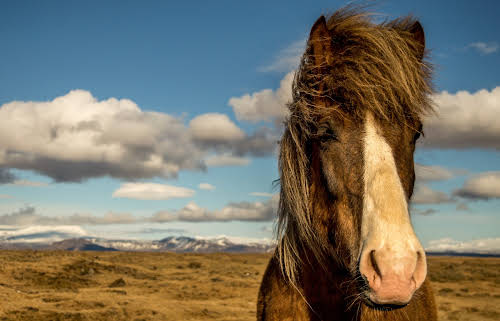 Adventurous Things to Do in Iceland in the Summer // Icelandic Horse