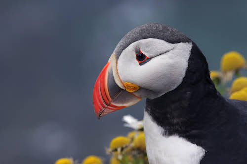 Adventurous Things to Do in Iceland in the Summer // Puffin