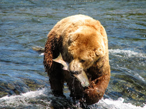 Grizzly Bear at Katmai Brooke Falls