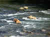 Grizzly bears wading in the Brooke River