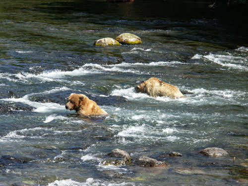 Grizzly bears wading in the Brooke River