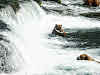 Bear in Lower Falls catching a salmon