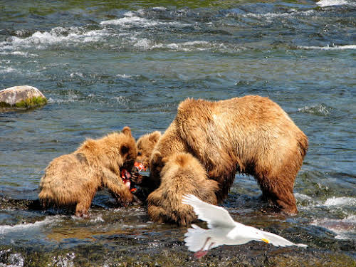 Saw eating the salmon with the cubs