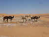 Camels in the Sahara Desert