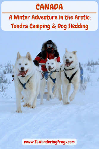 Dog sledding across the frozen tundra