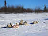 Arctic Canada Inuvik Winter Camping Tundra Dog Sledding // Dogs resting during lunch break