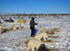Arctic Canada Inuvik Winter Camping Tundra Dog Sledding // Feeding the dogs after a long day on the tundra