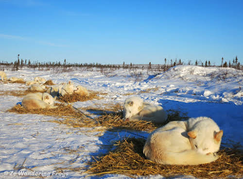 Arctic Canada Inuvik Winter Camping Tundra Dog Sledding // Our dogs ready for the night